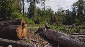How Our Tree Care Process Works  in  Tenaha, TX