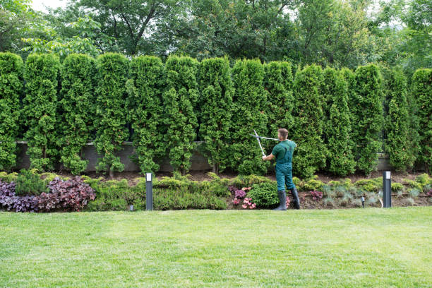 Trusted Tenaha, TX Tree Services Experts