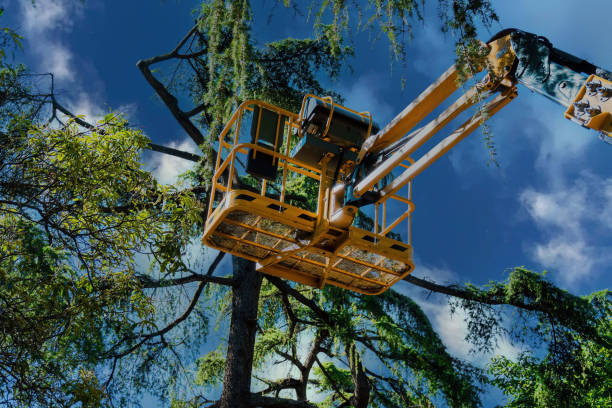 Best Storm Damage Tree Cleanup  in Tenaha, TX